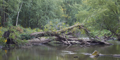 Fallen Floodplain Maple 