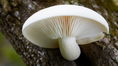 Midwest Fungi