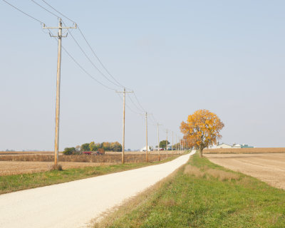 Pine Road in Autumn 