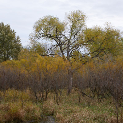 Willow Thicket at the Oxbow