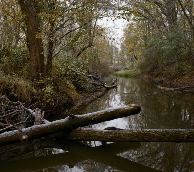 Toppled Timber