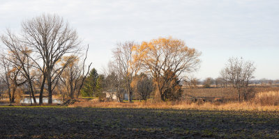 Field and Treeline 