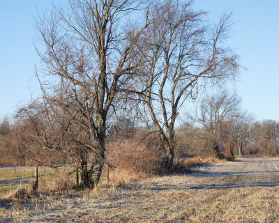 Fence Row 