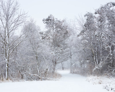 Gap in the Trees 