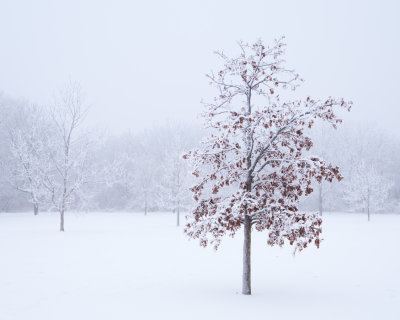 Oak in the Snow 