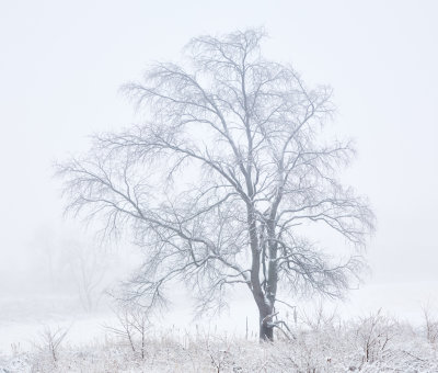 Tree and Fog 