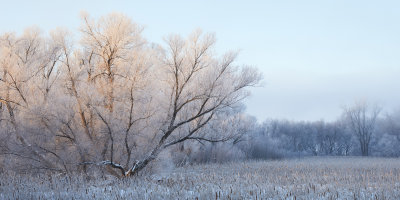 Willows and Winter Fog 