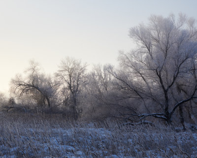 Willows and Cattails 