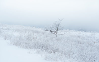 Prairie Fog in Winter 