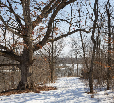 Old Oak along the Trail 