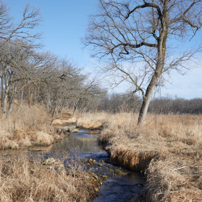 Hall Creek in March 