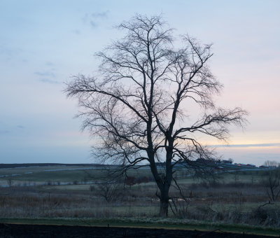 Tree at Dawn 