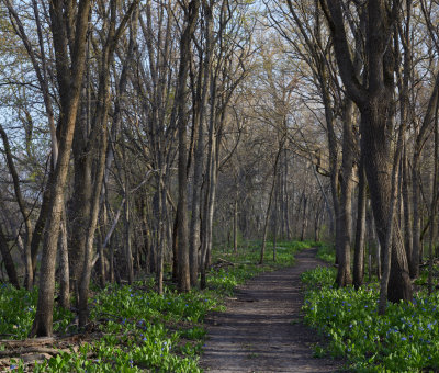 Spring Path 