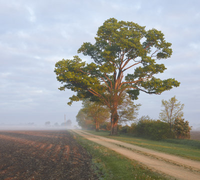 Lane with Fog 