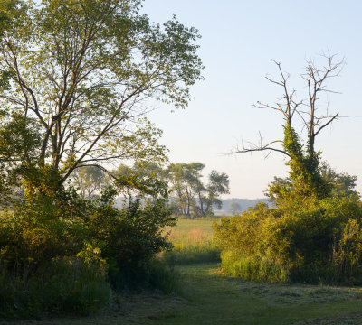 Sunrise Through the Hedge