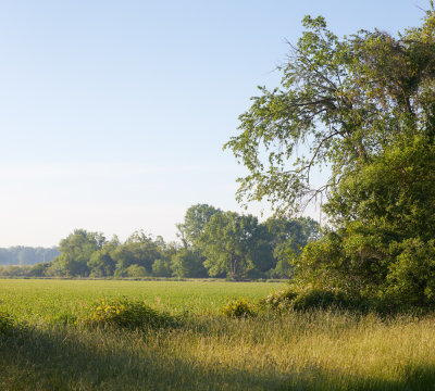 Field and Shadow 