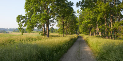 Summer Morning at Woodlawn Road 