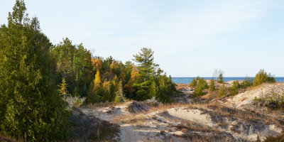 Cedar and Pine in the Dunes 