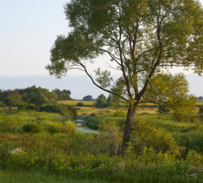 Wetland Willow in July 