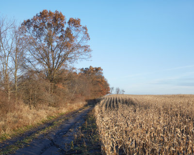 Autumn Corridor 