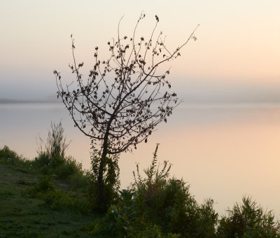 Foggy Daybreak at Shabbona Lake 