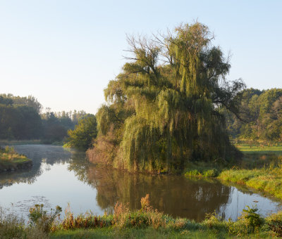 Pond with Weeping Willow 
