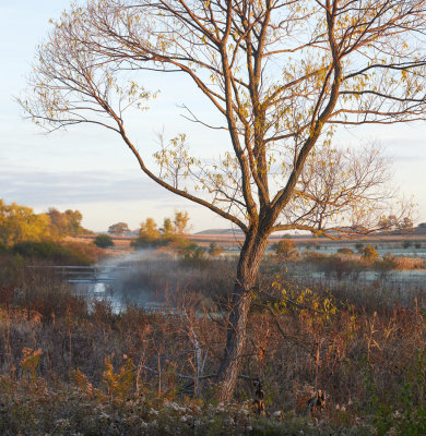 Wetland Willow in Autumn 