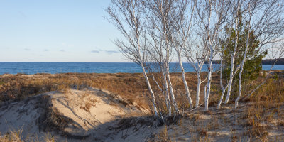 Grove of Birch Trees 