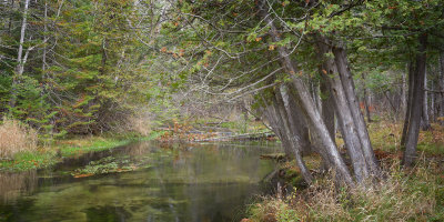 Cedars along Horton Creek 