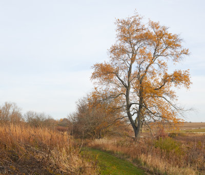 Tree and Hedge