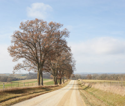 Oaks along Welch Road in December 