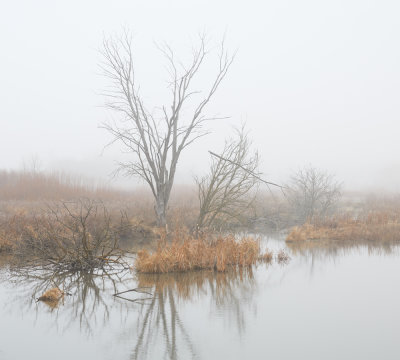 Morning Wetland Fog 