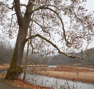 Late Autumn Sycamore 