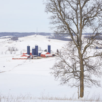 Farm and Hickory Tree