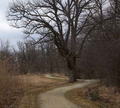 Trail and Tree 