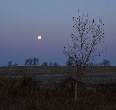 Moon at Dawn 