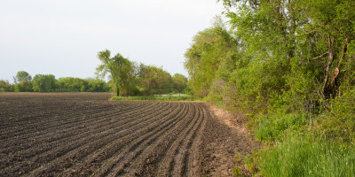 Seedling Corn