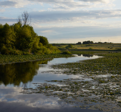 Wetland Lily Pads