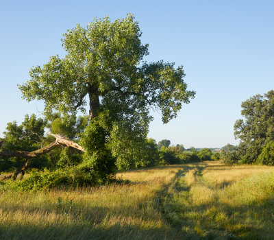 Prairie Cottonwood 