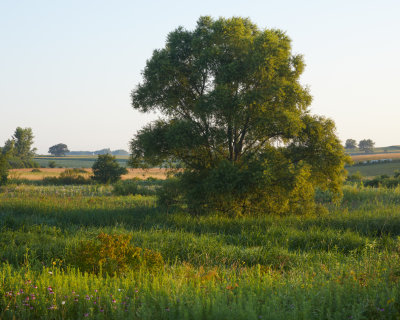 Wetland Willow 