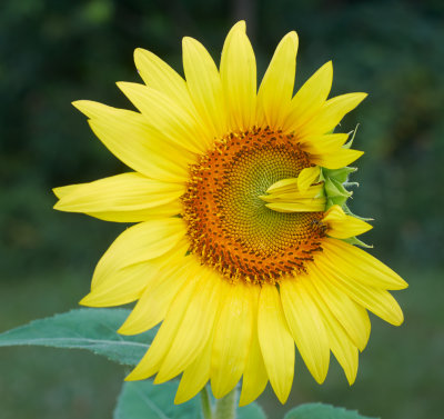 Fresh Sunflower 