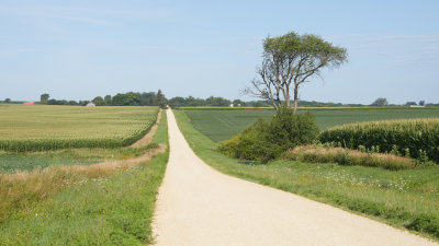 Row Crops along Hershey Road 