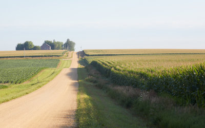 Corn and Beans along Brookville Road 