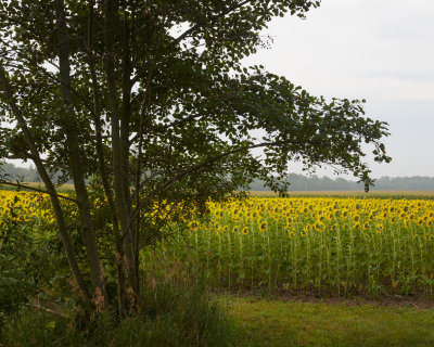 Edge of the Sunflower Field 