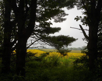 Sunflowers and Pines 