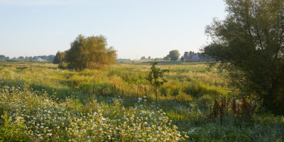 Prairie Shadows 