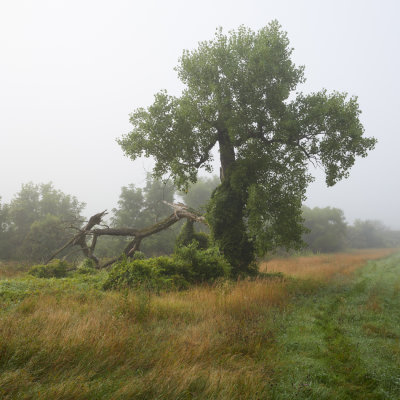 Cottonwood and Fog 