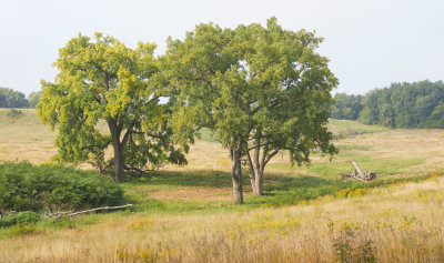 Cottonwoods in the Draw 