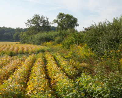 September Beans 