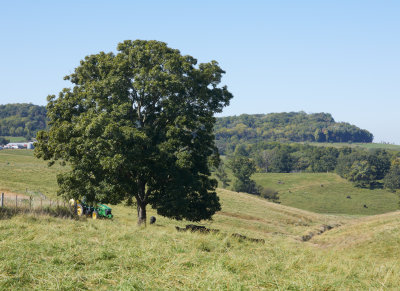 Hickory Tree and Pasture 
